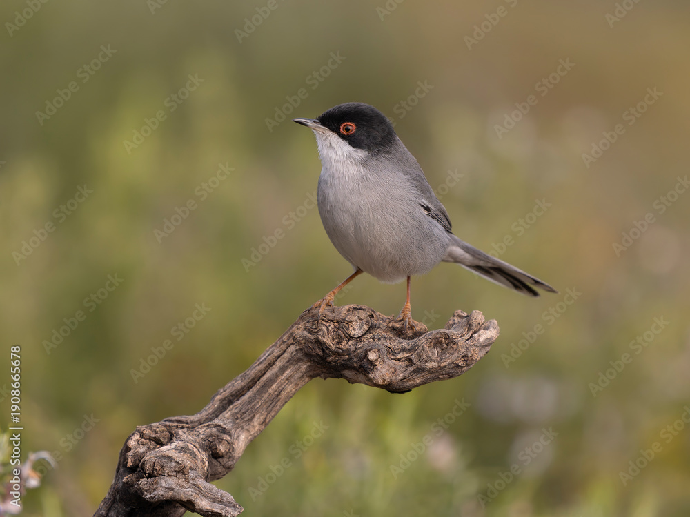 Obraz premium Sardinian warbler, Curruca melanocephala