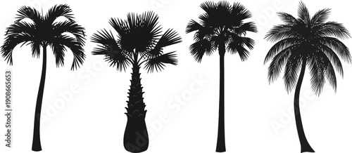 palm tree silhouette