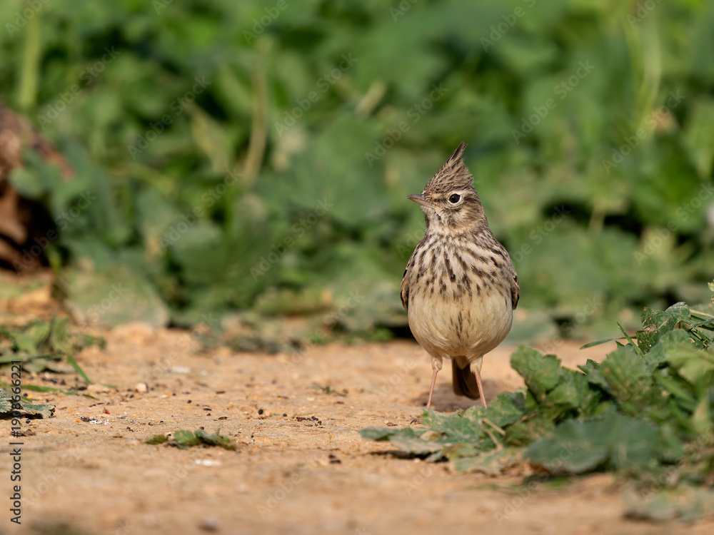 Fototapeta premium Thekla lark, Galerida theklae
