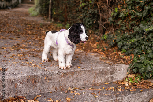 Russian spaniel dog standing on stone steps covered with autumn leaves in Montenegro