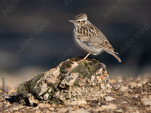 Woodlark, Lullula arborea