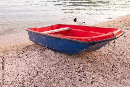 Small blue boat on the pebble beach with a Russian spaniel by the water in Herceg Novi Montenegro