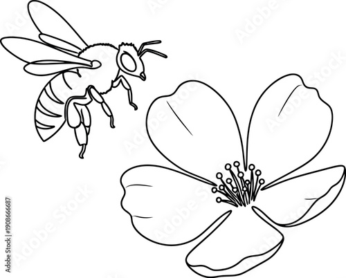 Simple black and white line art drawing depicting a busy honeybee approaching a five-petaled flower ready for pollination during a sunny spring day in nature