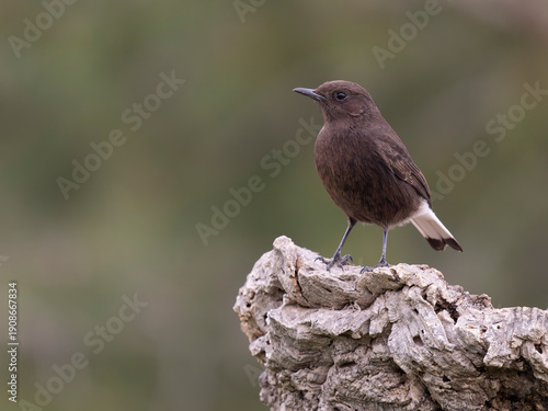 Photos Black wheatear, Oenanthe leucura