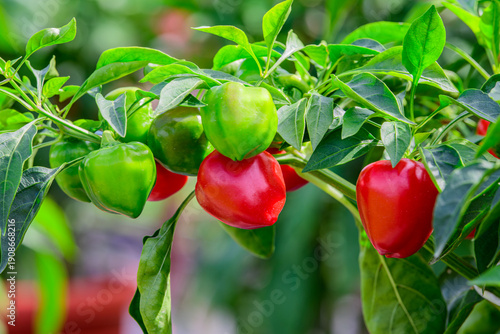 Fresh red and green bell peppers growing on plant in garden, ripe sweet pepper fruits on branch, organic vegetable farming, healthy food and agriculture concept