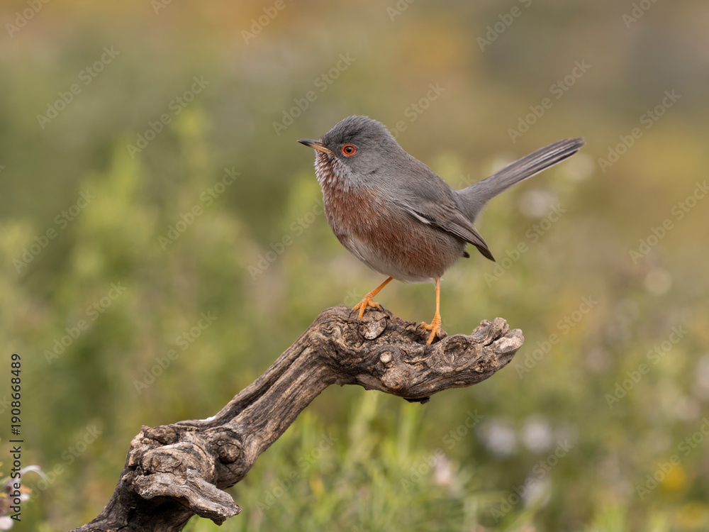 Fototapeta premium Dartford warbler, Sylvia undata