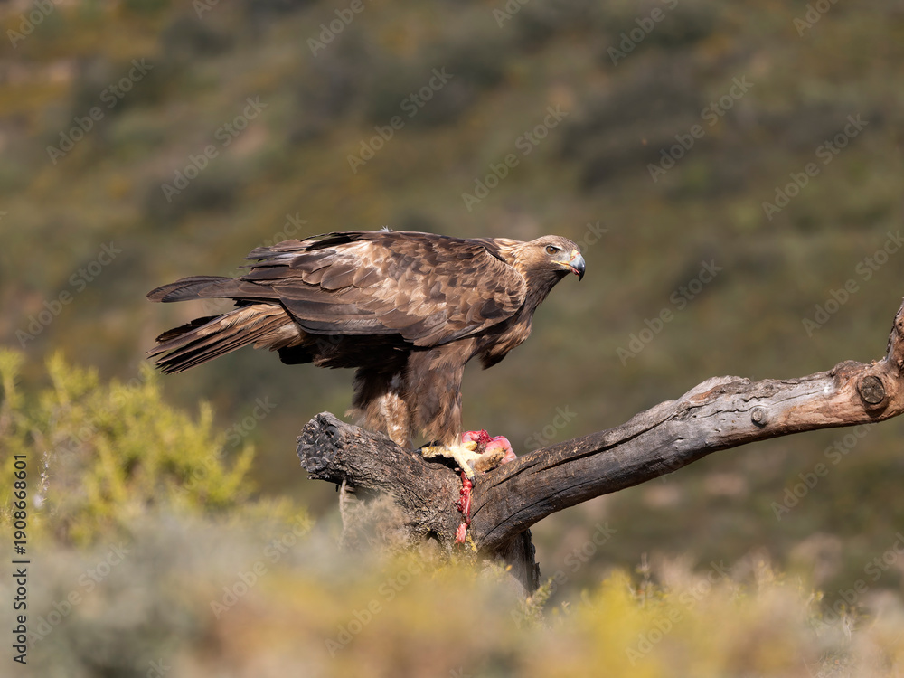 Fototapeta premium Golden eagle, Aquila chrysaetos