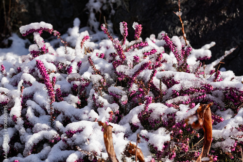 Snow blankets blooming heather, where vivid purple flowers emerge through winter frost, symbolizing resilience, contrast, and quiet beauty in a cold landscape