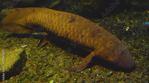lose up of an australian Queensland lungfish resting on the seabed floating underwater

