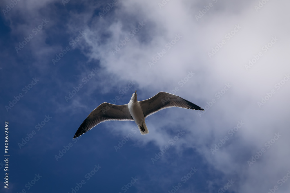 Obraz premium Seagull soaring against a backdrop of blue sky and fluffy white clouds, wings outstretched in flight, showcasing the bird's graceful form and natural beauty