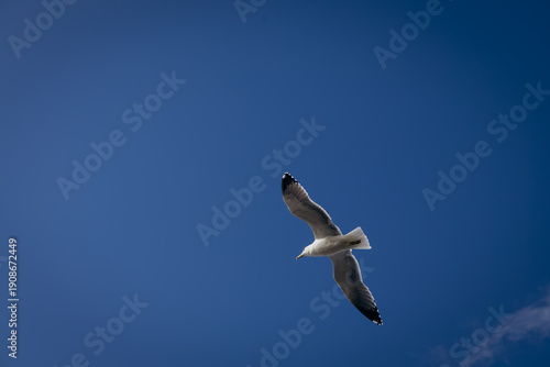 Seagull soaring against a clear blue sky with scattered clouds, showcasing its wingspan and distinctive white and gray plumage in a natural outdoor setting