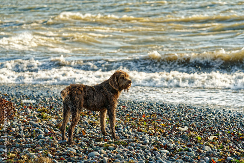 Quadro su tela Wirehaired Dog Standing On Pebble Beach Near Ocean Waves