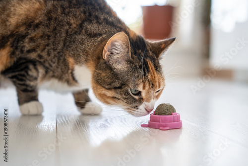 Photography Curious Calico cat sniffing catnip ball toy, examinees herbal treat given by owner, fluffy feline inhaling aromatic cat mint treat, healthy toy for home pets, kitty learning new catswort grassy toy