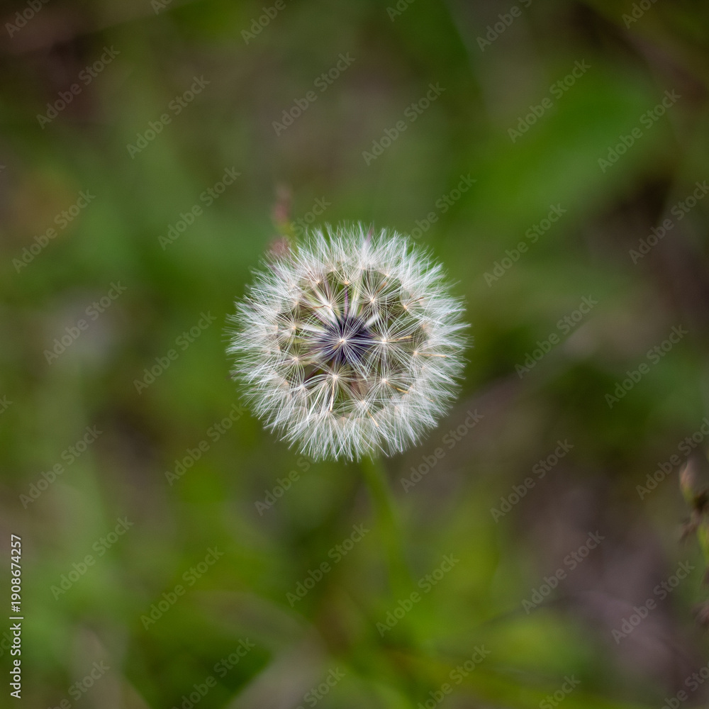 Obraz premium Dandelion