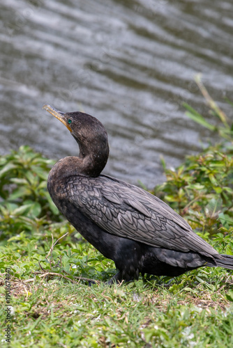 Tableau sur toile Neotropic Cormorant (Nannopterum brasilianum) in detail by a lake shore
