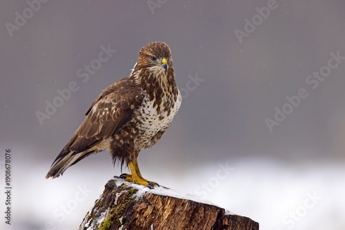 Myszołów (Buteo buteo)