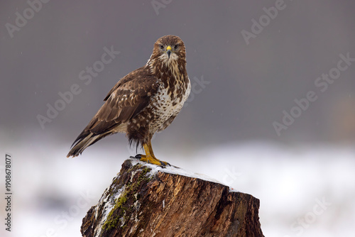 Myszołów (Buteo buteo)