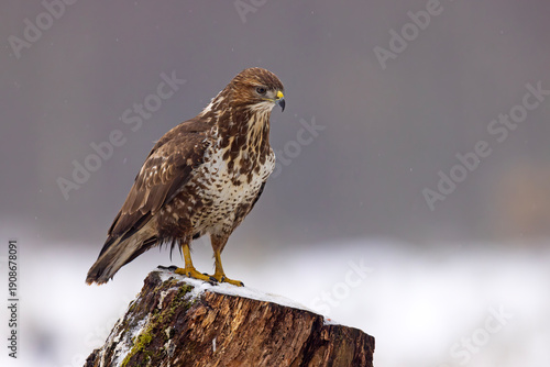 Myszołów (Buteo buteo)