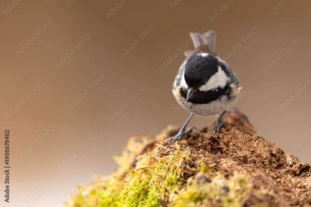 Naklejka premium Sosnówka (Periparus ater)