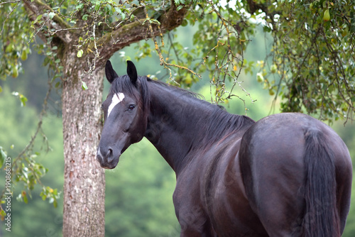 Aufmerksames schwarzes Pferd blickt neugierig unter einem Baum hervor
