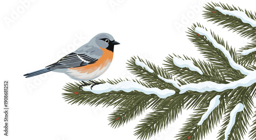 A small colorful bird with grey and orange plumage is perched calmly on a snow-covered green pine branch, set against a white background.