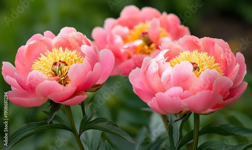 Close-up of vibrant pink peonies in full bloom, their soft petals illuminated by natural light, creating an elegant and timeless floral focus