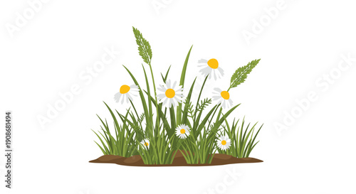 A cluster of white daisy flowers and green grass grows in a mound of brown soil against a white background.