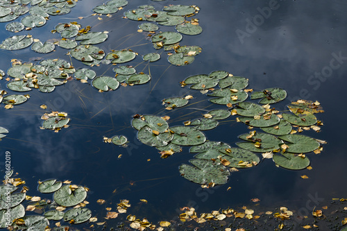 waterlilies in autumn. Finland