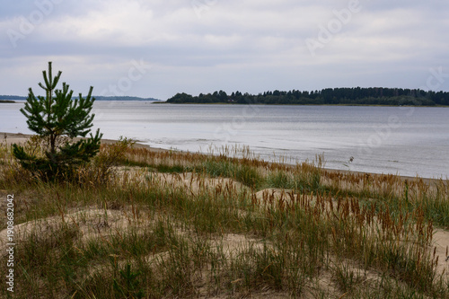 reeds on the beach, Monäs Finland
