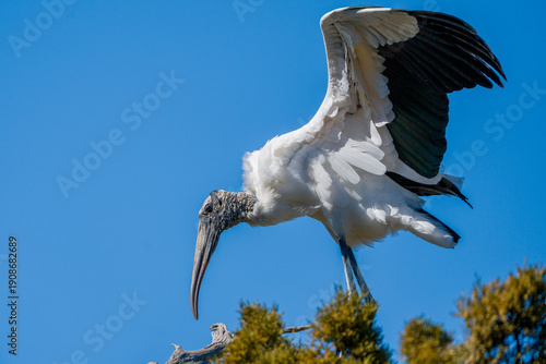 Wood Stork Spreading Wings as it Prepares to Take Off From the Top of a Tree