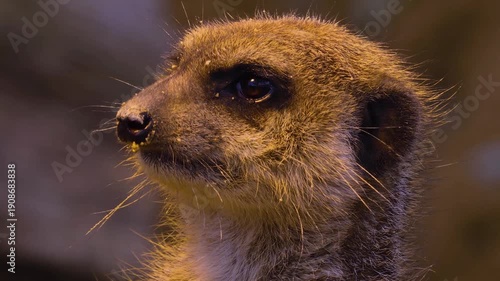 Very close up meerkat head sitting down in sand and looking around on a cloudy day