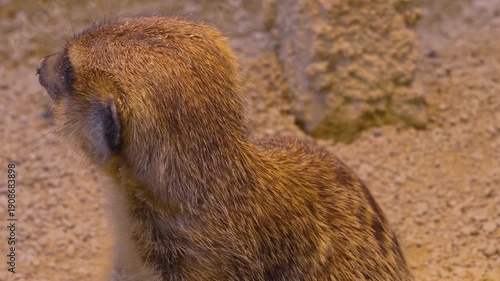 Close up meerkat sitting down in sand and looking around turning his head on a cloudy day