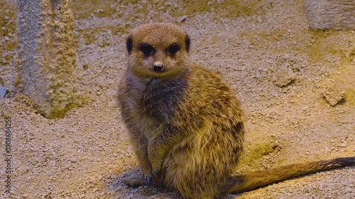 Close up meerkat sitting down in sand and looking around on a cloudy day