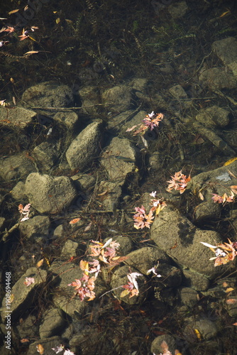 Wallpaper Mural Small fish swimming in a lake in Ontario, Canada. Torontodigital.ca