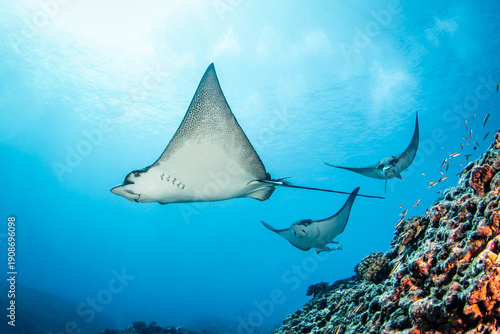 Spotted eagle ray, French Polynesia