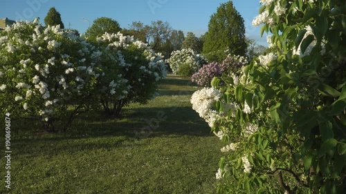 Wallpaper Mural Inspiring landscape with blooming white lilac trees in full flower on sunny spring day at largest lilac garden in Europe - Dobele, Latvia. Beautiful white florets cover bushes.  Torontodigital.ca