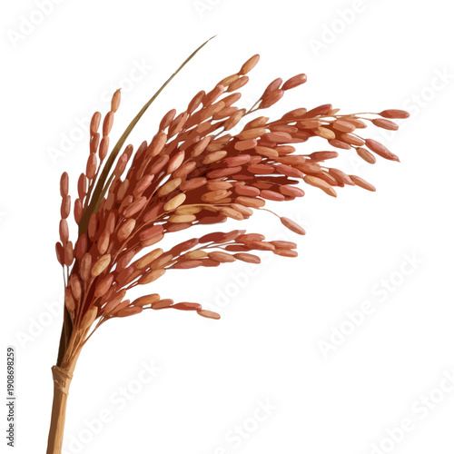 A close-up view of a dried plant with intricate seed pods and delicate branches isolated on white background, Vector, illustration