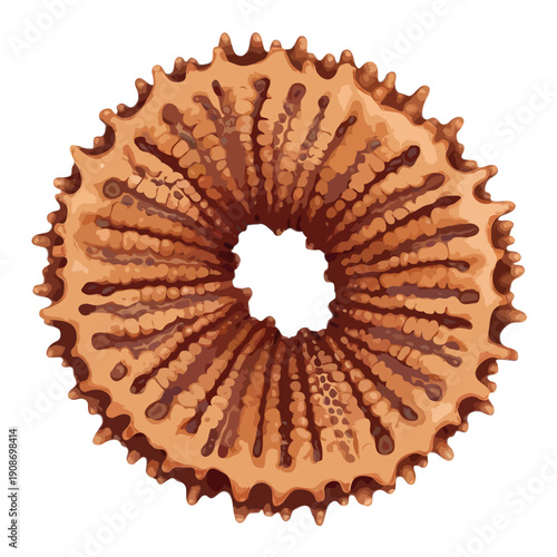 A close-up view of a dried flower with intricate petals and a hollow center. isolated on white background, Vector, illustration