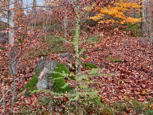 Fotografía vibrant seedling grows among moss and stone, renewal scene with lush greenery an