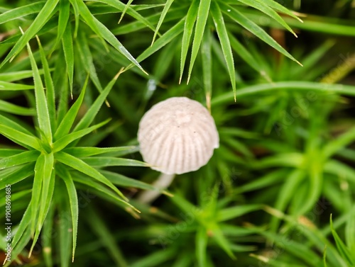 Quadro su tela tiny white parasol mushroom on moss delicate umbrella cap and radial gill patter