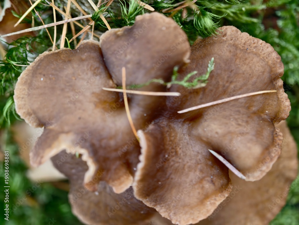 Fototapeta premium broad brown mushrooms clustered on damp ground layered caps and natural debris creating earthy