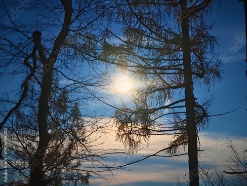 Fotografía nightscape photography capturing city lights shining through tree outlines and f
