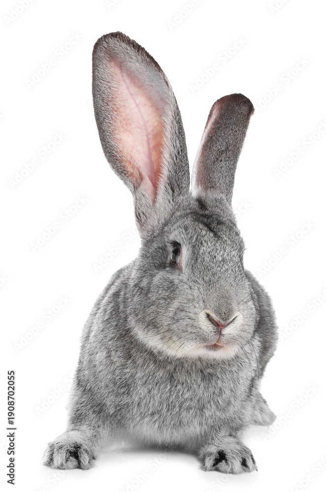 Obraz premium Cute fluffy Easter bunny isolated on white
