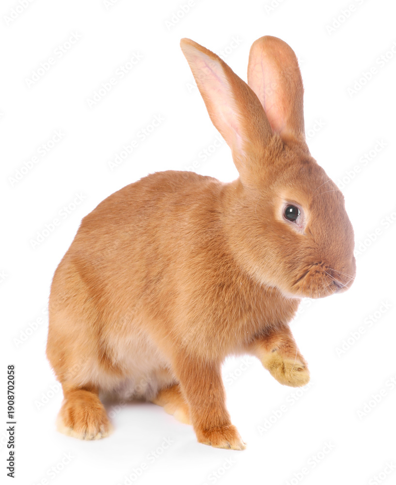 Obraz premium Cute fluffy Easter bunny isolated on white