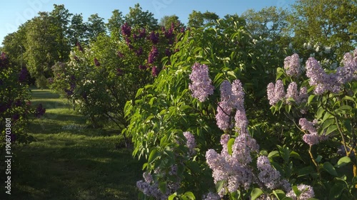 Wallpaper Mural A bright spring scene featuring sunlit lilac bushes of multiple varieties in full bloom. Shades of purple, lavender, and white fill the cultivated garden landscape in Dobele (Latvia, Europe).  Torontodigital.ca