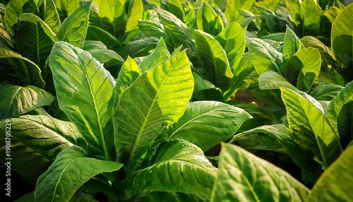 Closeup Tobacco Leaves