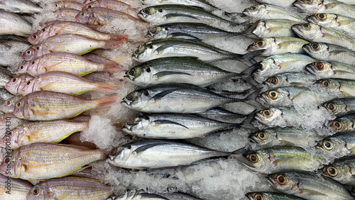 Dense grouping of assorted fish highlighting biodiversity abundance and unprocessed marine food resources.