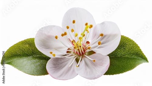 Plum Blossom Detail Isolated On Transparent Background