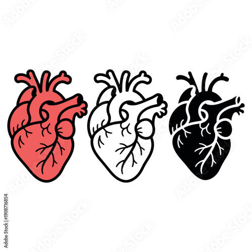 Three anatomical hearts in different colors on white