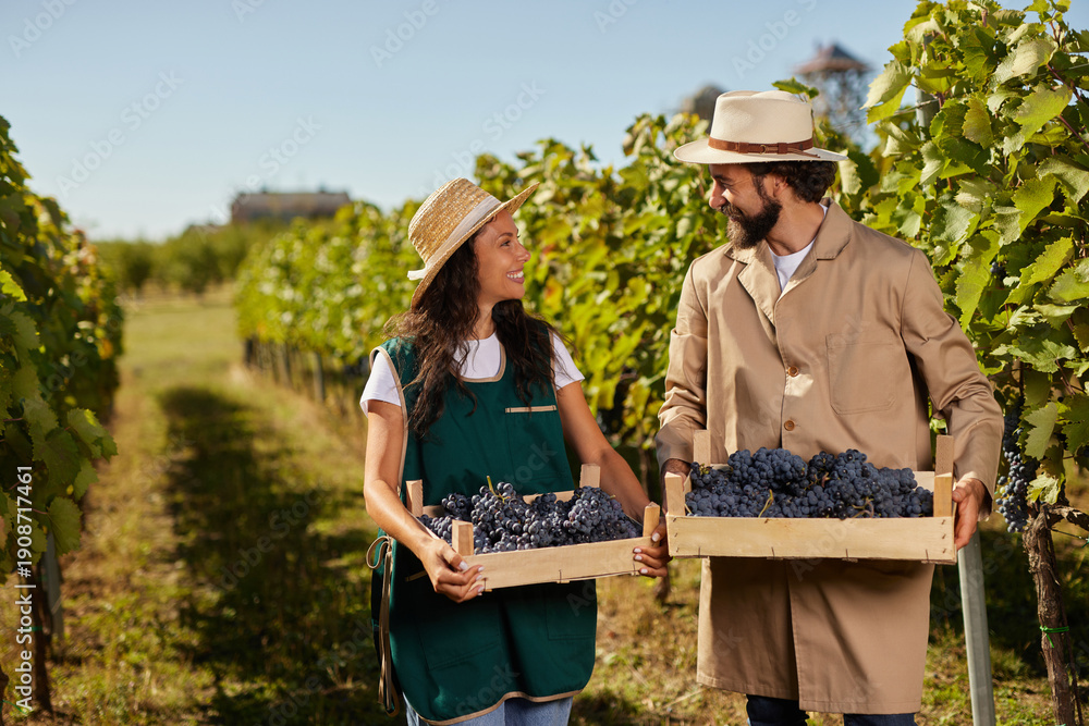 Fototapeta premium Two individuals joyfully gather grapes in a vineyard, showcasing their teamwork and dedication to their family-run wine production business. The sun shines brightly overhead.